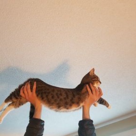 Meet your Posher, Rochelle - Picture 1 of 1